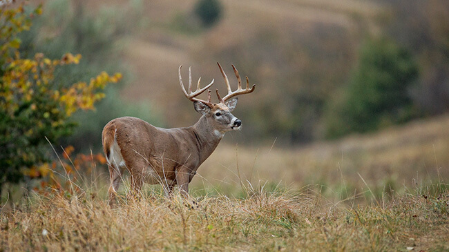Guided Whitetail Deer Hunts