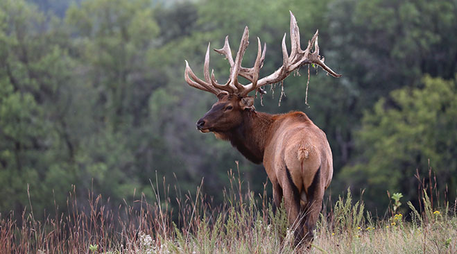 Trophy Elk Hunts