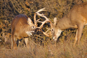 Buck Deer Fighting