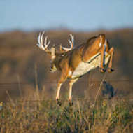 Deer Jumping Fence