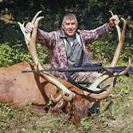 Bull Elk